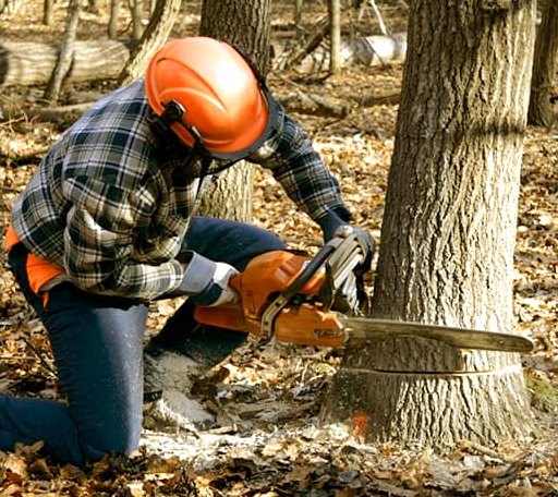 Tree Removal in Buxton, ME